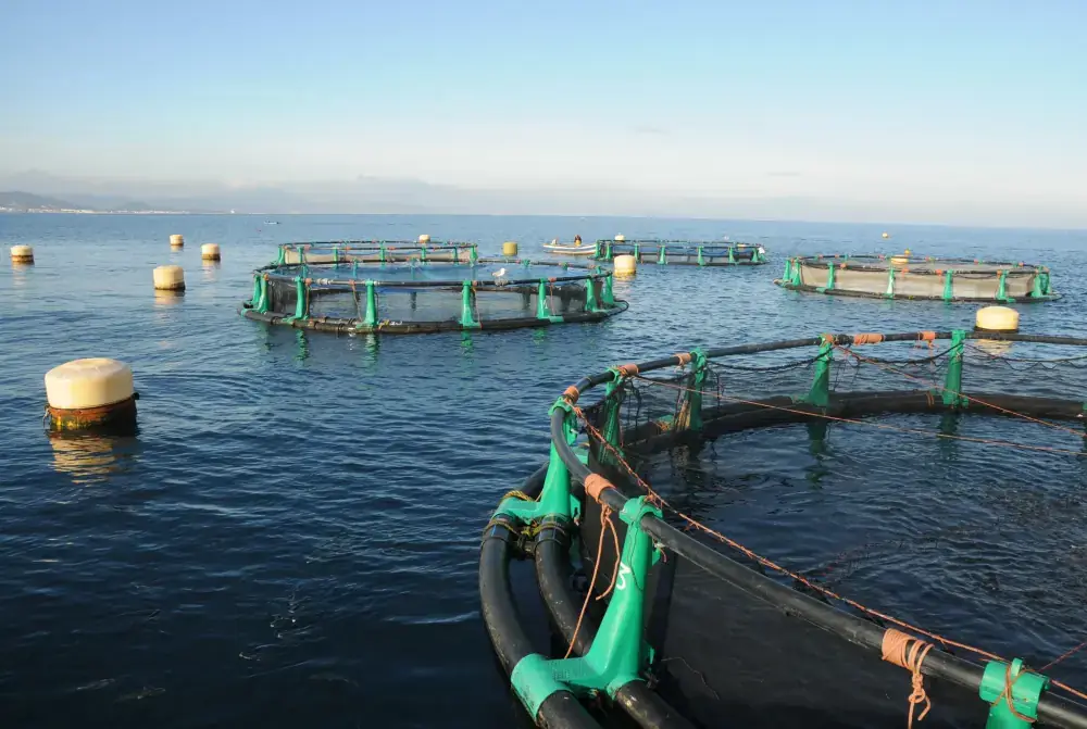 AQUA M'DIQ - Cages flottantes en pleine mer